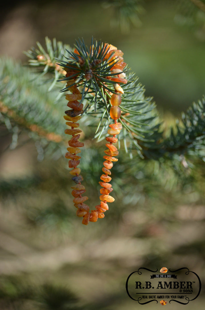 Pet Collars | RETIRED Baltic Amber - R.B. Amber Jewelry