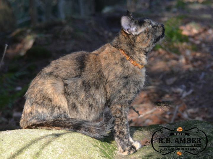 Pet Collars | RETIRED Baltic Amber - R.B. Amber Jewelry