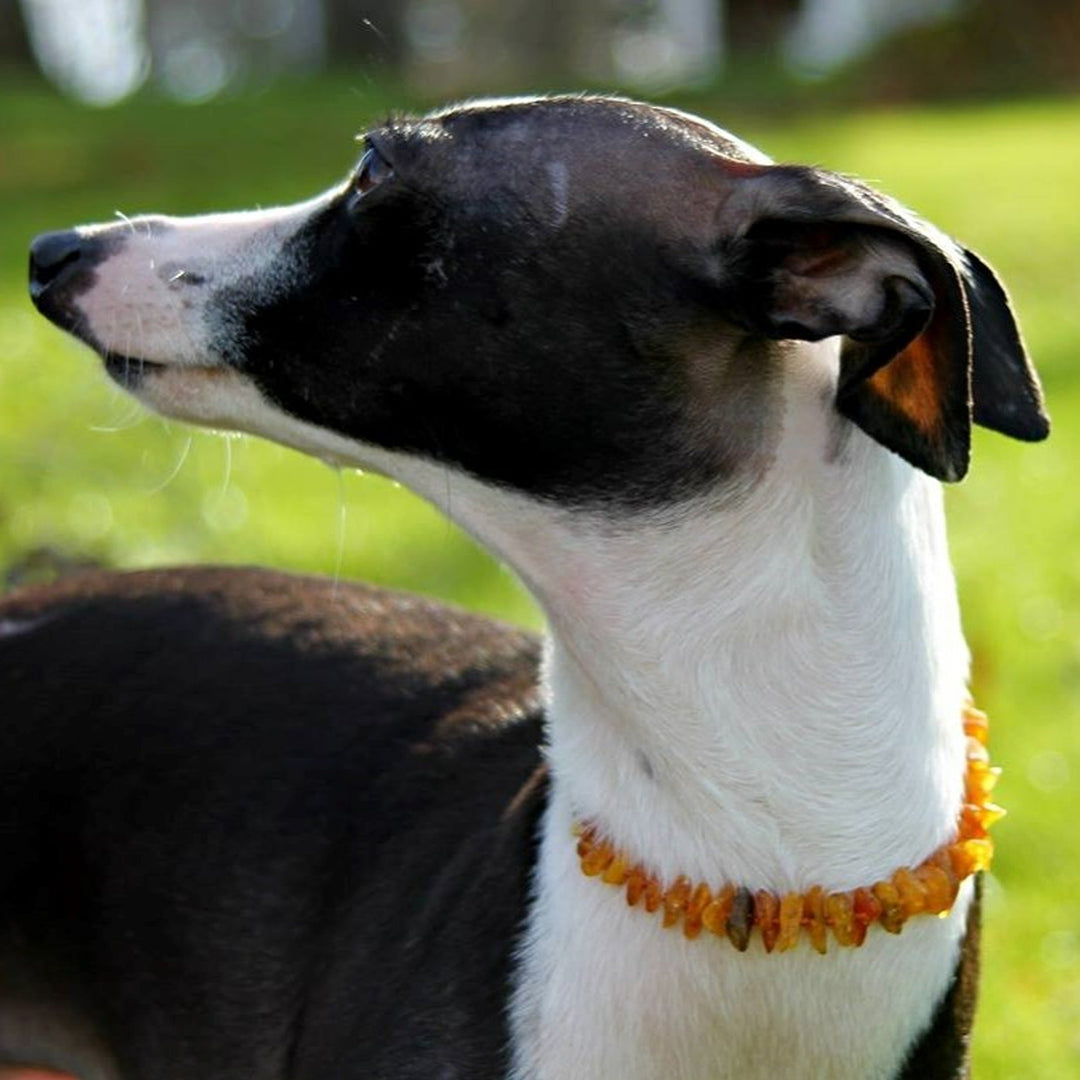 Pet Collars | RETIRED Baltic Amber - R.B. Amber Jewelry