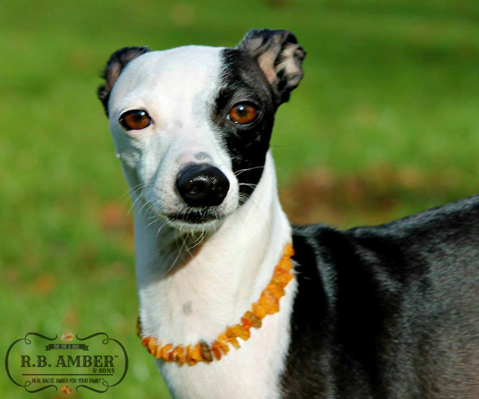 Pet Collars | RETIRED Baltic Amber - R.B. Amber Jewelry