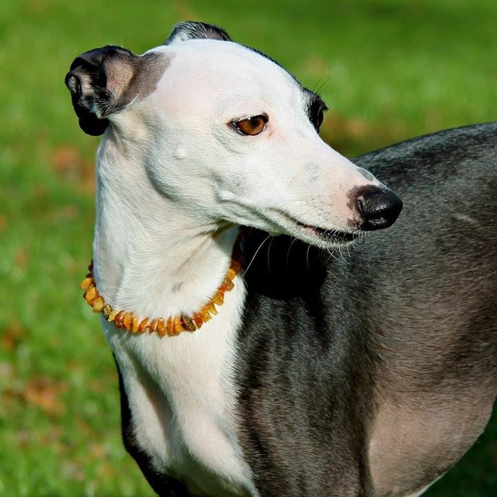 Pet Collars | RETIRED Baltic Amber - R.B. Amber Jewelry